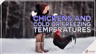 Chickens And Cold or Freezing Temperatures