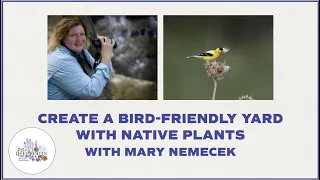 Creating a Bird-Friendly Yard with Native Plants