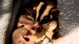 Sugar Glider Singing