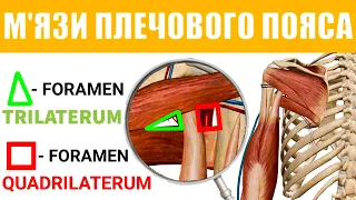 М'язи плечового пояса | Тристоронній та чотиристоронній отвори