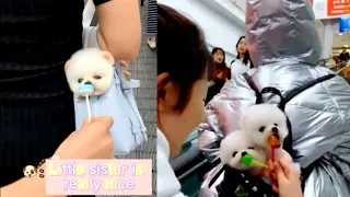 Tik Tok Chó Phốc Sóc Mini   Funny and Cute Pomeranian Videos 😍 #11