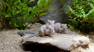 Cat TV | Cat Games 😻 Birds and Mice for Cats to Watch | Mouse hide & seek, playing on screen