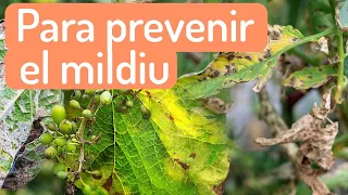 🍂 Para prevenir el MILDIU del tomate, de la vid y de otros cultivos