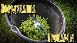 НОРМУВАННЯ гронами дорослих кущів винограду 🍇🍇