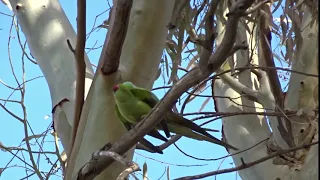 Попугайская любовь   Видео для взрослых.