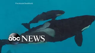 Last killer whale born into captivity at SeaWorld has died