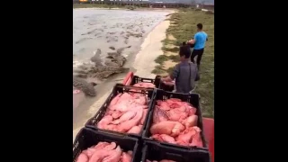 I bet you never see this before ! So Cool ! Feeding Crocodile.....