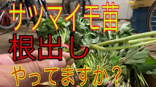 サツマイモ植える準備作業