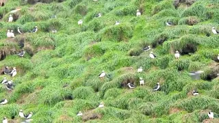 Puffin bird  To Feed Puffling | Blue Planet II |Nature Animals facts