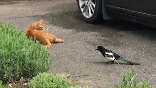 Magpies terrorising cat