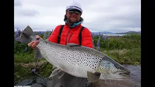 Monster Brown Trout in Iceland