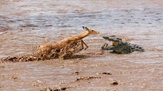 How Does Crocodile Hunting Impala