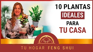 👉 Las MEJORES PLANTAS DE INTERIOR 🌱 según el FENG SHUI ㊗️