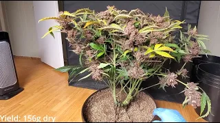 Timelapse of Purple Lemonade Auto from Fastbuds - 156 grams dry