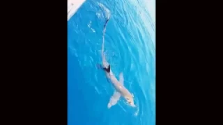 Giant thresher shark hitting man in face. Venice La safaribluecharters.com