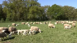 L'élevage des moutons à la Bergerie nationale