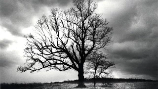 DEVILS TREE | NEW JERSEY !!!