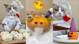 Cats Make Food "That Little Puff" TikTok Compilation #catsmakefood
