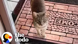 Family Discovers Cat Living Under Their Porch — Watch What Happens Next! | The Dodo Cat Crazy