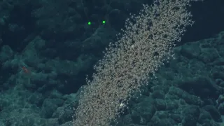 E/V Nautilus Video Bite: Shrimp dodging a giant sponge