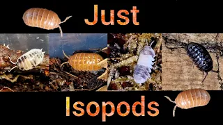 Just Isopods being Isopods