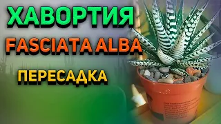 Хавортия Fasciata Alba. Как пересадить Хавортию. Субстрат для Хавортий.