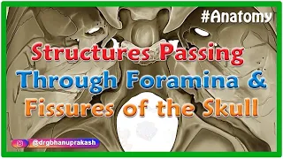 Structures passing through foramina and fissures of the Skull