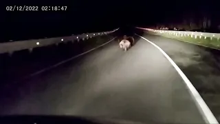 2 Hours of Most Disturbing Things Caught on Dashcam Footage