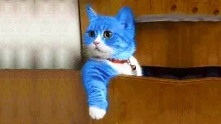 Funniest Cat Videos That Will Make You Laugh #35 - Funny Cats and Dogs Videos