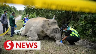 Elephant found dead by the road in Kedah