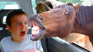 🔴Funniest Animals Scaring People Reactions of 2020 Weekly Compilation #2 🦄🐷🦆 Funny Pet Videos