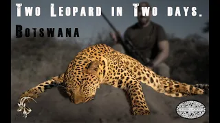 Double Leopard Hound Hunt Botswana