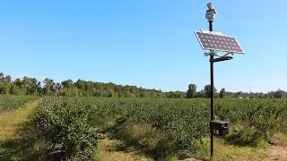 Laser bird deterrent at a Blueberry farm - 99% bird reduction!