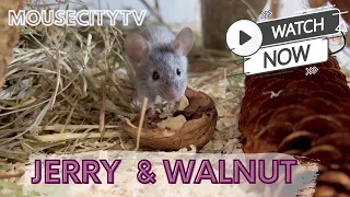 🥜 🐭Jerry and Walnut 🐭🥜  - MouseCityTV