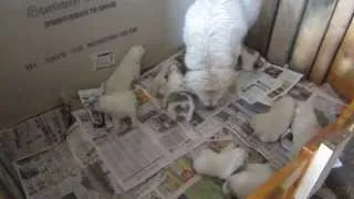 Great Pyrenees Hungry puppies FINALLY get to eat