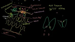 Nefronda İkincil Aktif Taşıma (Fen Bilimleri) (Biyoloji) (Sağlık Bilgisi ve Tıp)