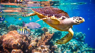 Relaxing music to relieve stress, underwater wonders 🍀 coral reefs and colorful marine life