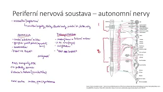 Nervová soustava IX - periferní nervový systém - tělní a vegetativní nervy