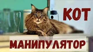 Мейн-кун, кот манипулятор