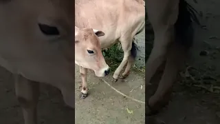 Cutest voice of Baby calf Prithu#Baby calf#shorts#shortsfeed#youtube#Cowsblike@cowsblike