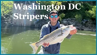 Washington DC Striped Bass (Rockfish) Fishing on Artificials