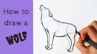 Beginners' -  How to Draw a Wolf