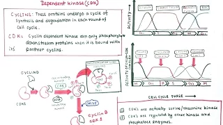 Cell cycle regulation by cyclin and CDKs