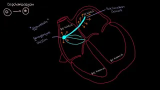 Kalbin Elektrik Sistemi (Sağlık Bilgisi ve Tıp)