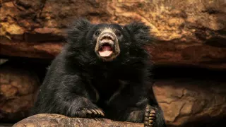 Wrestling Sloth Bears, India