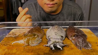 Live Baby Cuttlefish Sashimi