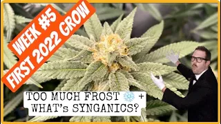 WEEK #5 of flower first 2022 grow + FROSTIEST EVER? + what are SYNGANICS?