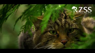 Scottish Wildcat Conservation Breeding at RZSS