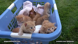 2017 Edition Basket of 11 Meowing Kittens