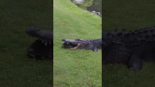 Alligator tries to eat Turtle